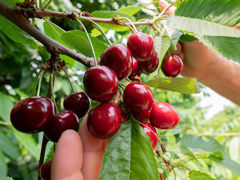 Ernte von Süßkirschen beginnt