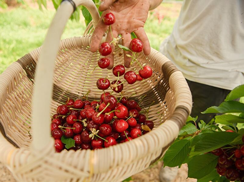 Kirschernte