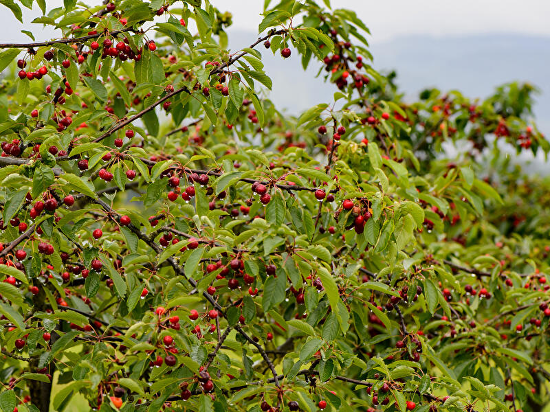 Kirschen in Witzenhausen