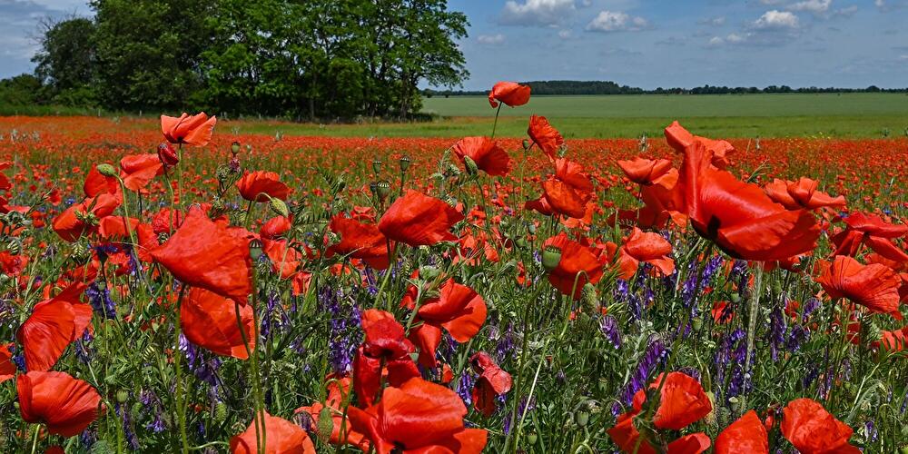 Klatschmohn blüht in Brandenburg