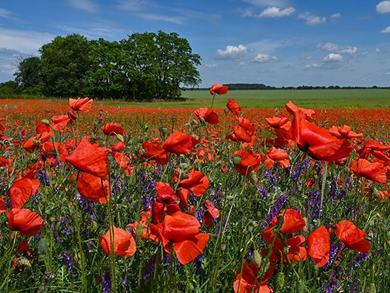 Klatschmohn blüht in Brandenburg