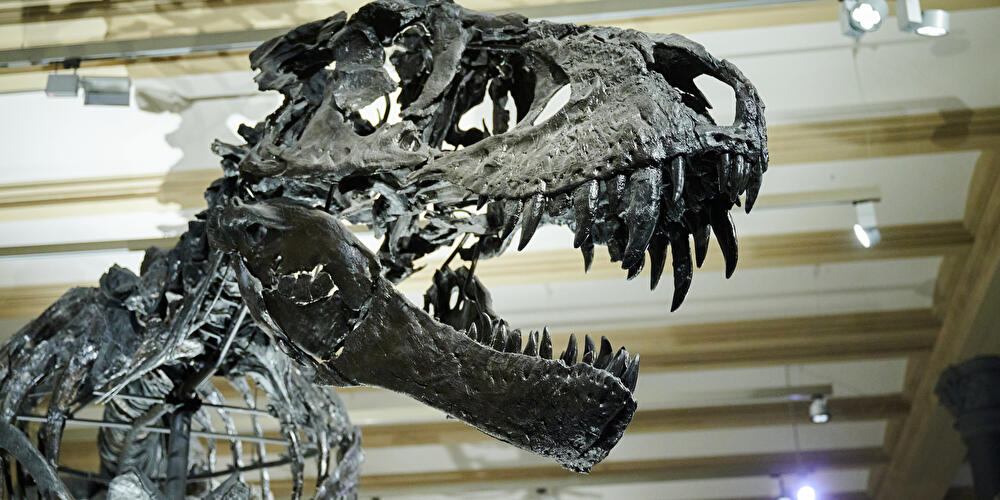 Naturkundemuseum Berlin