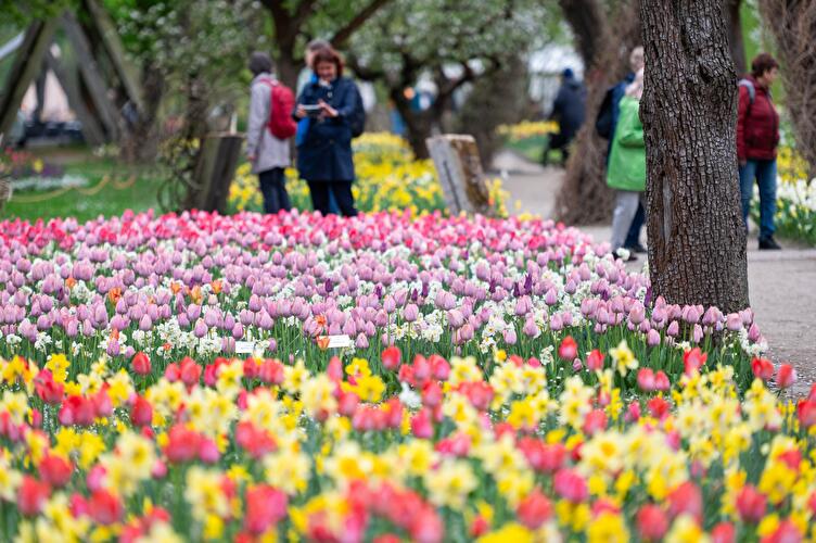 Tulipan im Britzer Garten