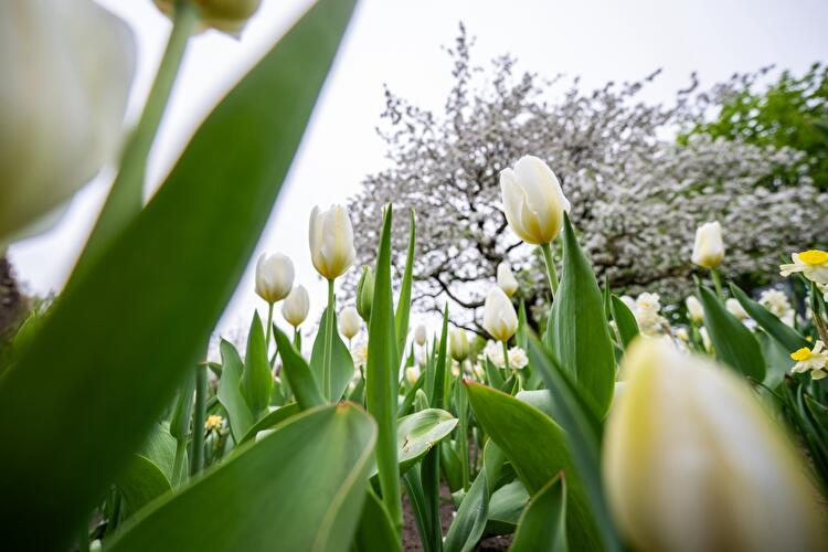 Tulipan im Britzer Garten