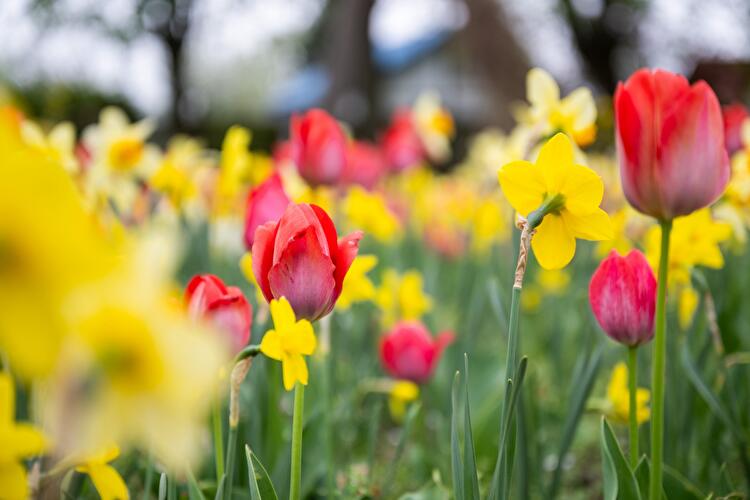 Tulpenausstellung Tulipan im Britzer Garten