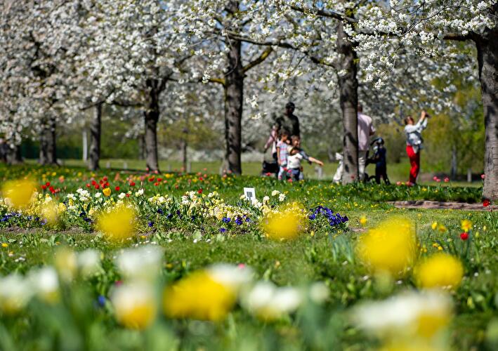 Tulipan im Britzer Garten