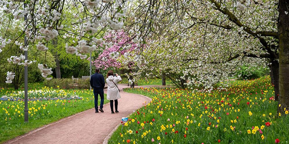 20. Tulpenausstellung "Tulipan" im Britzer Garten