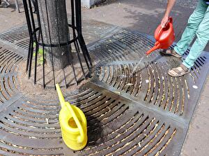 ベルリンの街路樹が悲鳴を上げています—あなたも水やりのお手伝いを