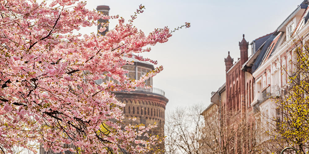 Kollwitzkiez in spring