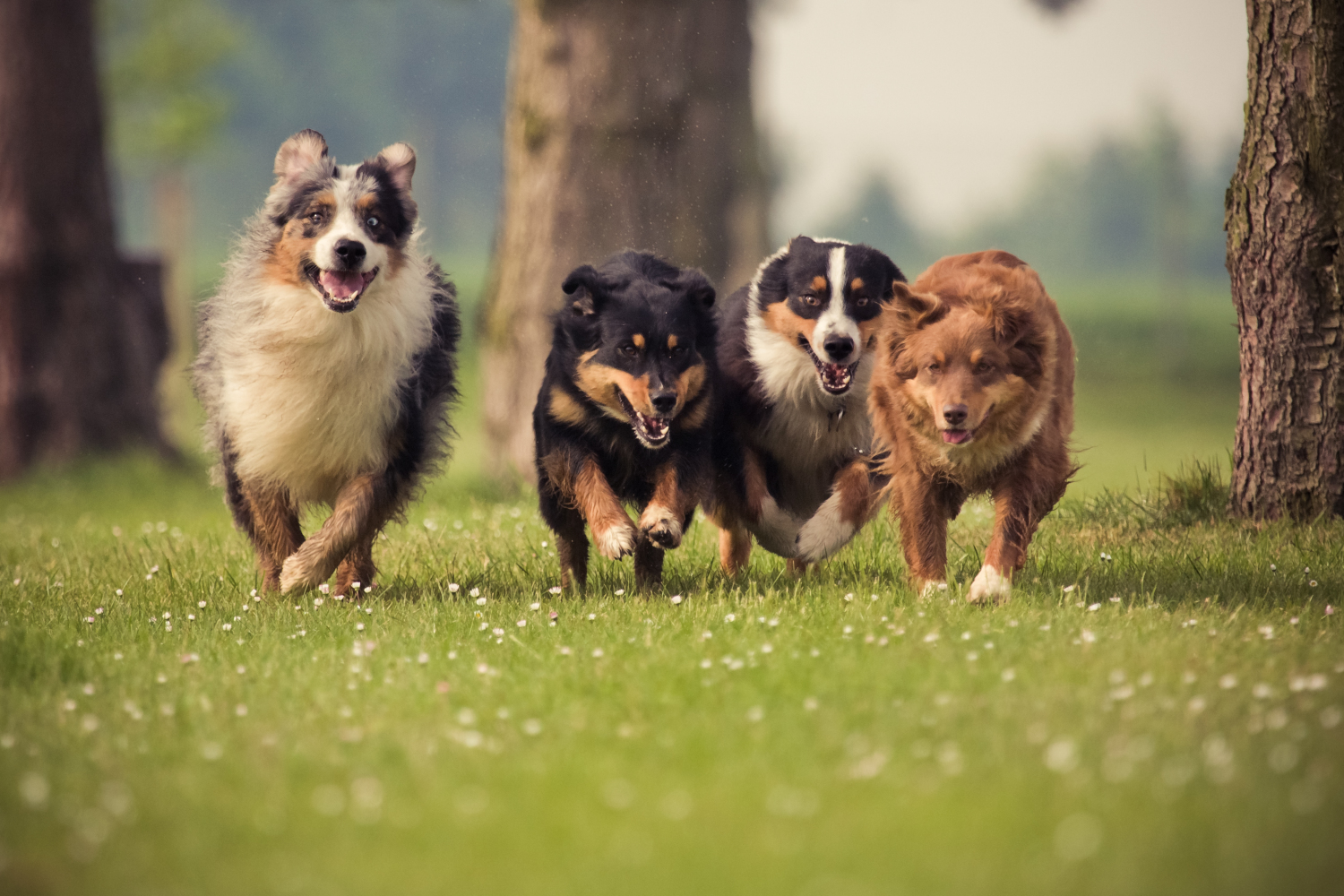 Vier Hunde auf einer Wiese