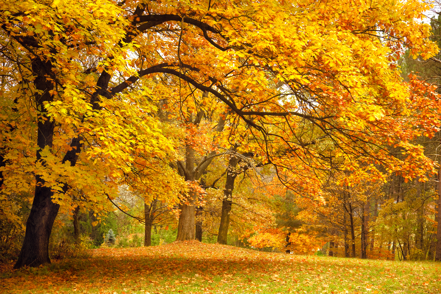 Park in Herbstfarben