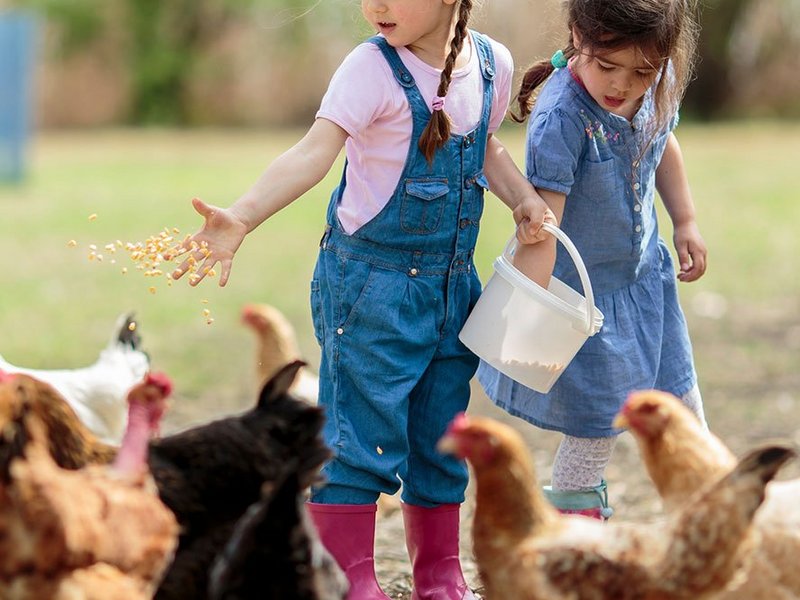 Zwei kleine Kinder füttern Hühner auf einem Kinderbauernhof.