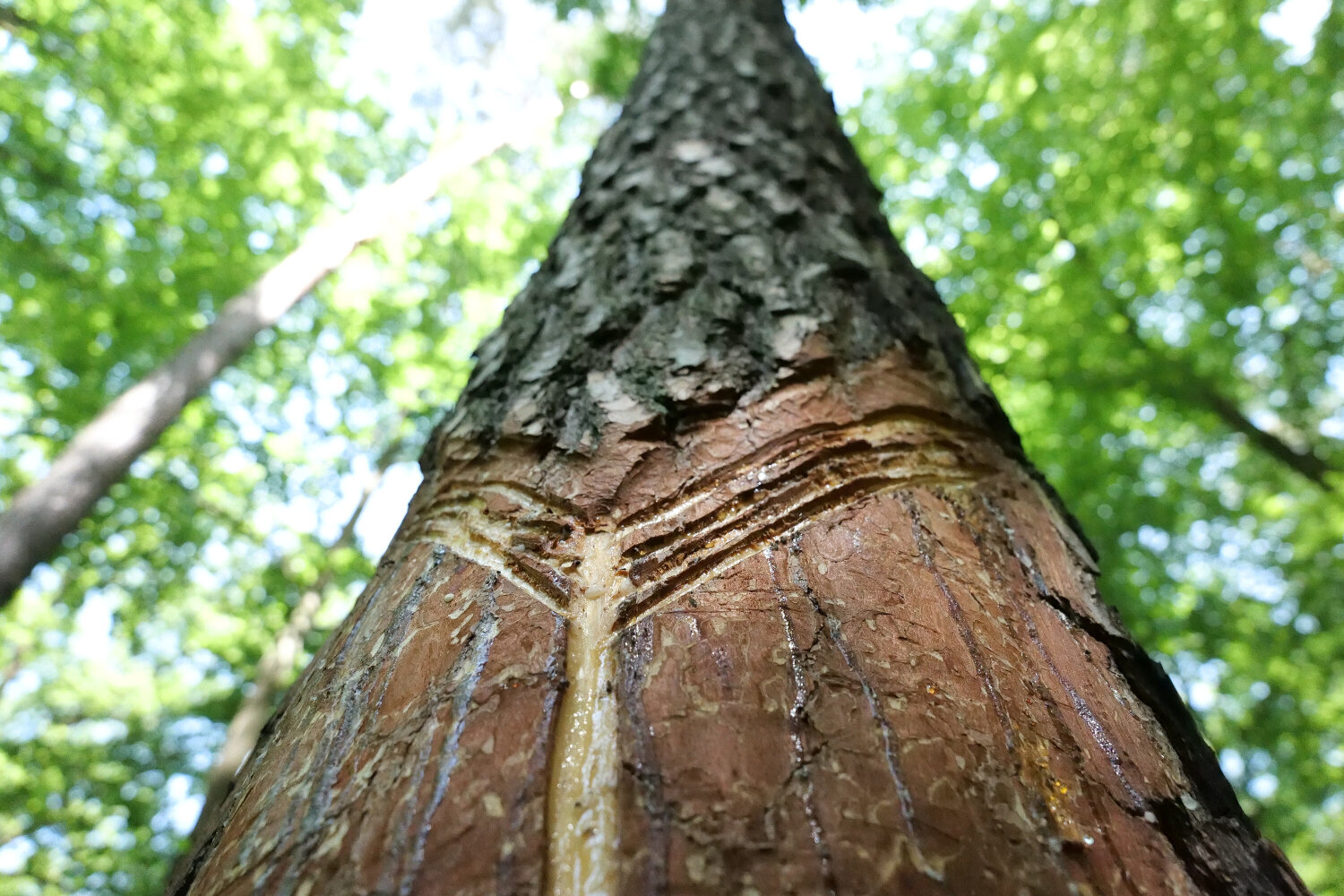 Topfrinne bei der Harzgewinnung