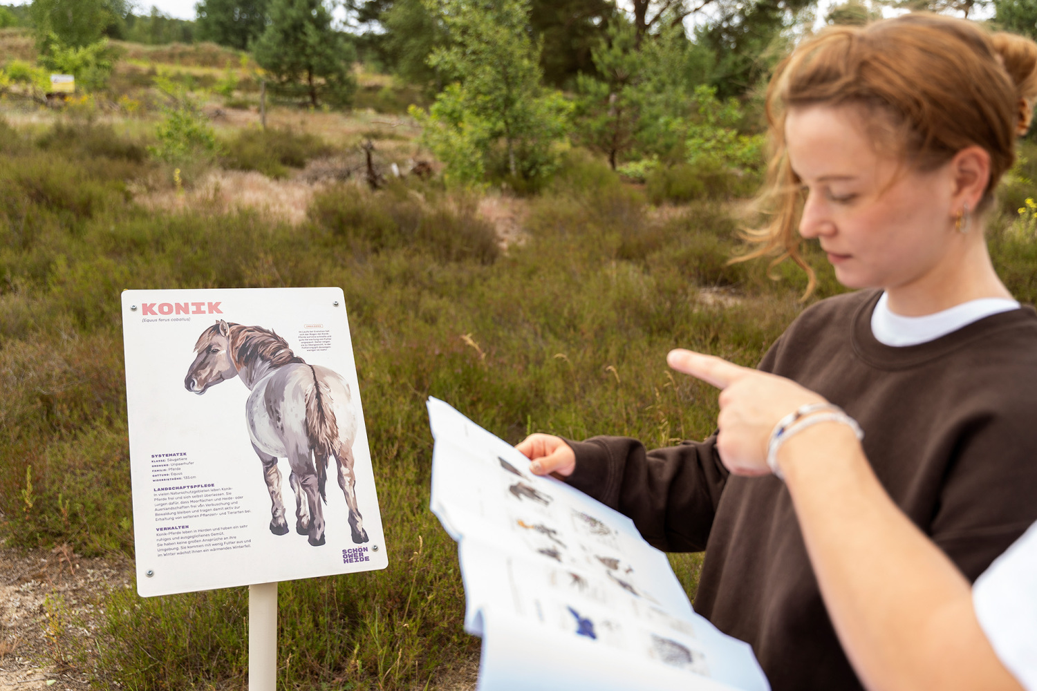 Schönower Heide: Schild zum Konik. Das Schild informiert zum Konik-Pferd und seinem Einsatz in der Beweisung. Zwei junge Menschen stehen neben dem Schild schauen Informationsmaterial an. Im Hintergrund ist Heidelandschaft