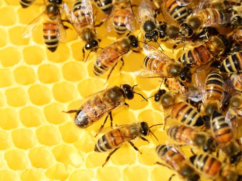 Bienen auf einer Bienenwabe