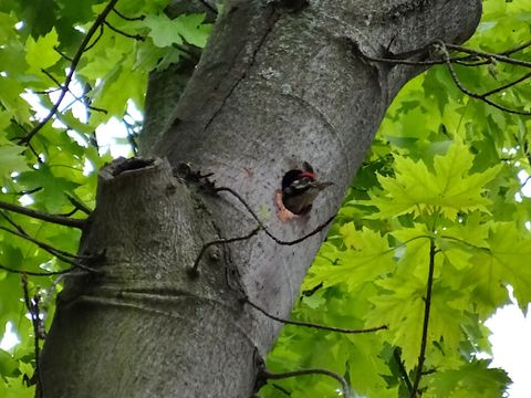 Buntspecht in Baumhöhle im Fritz-Schloß-Park