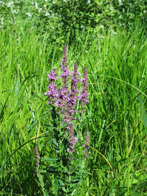 Blutweiderich (Bild: SenUMVK)