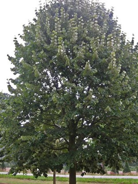 Eine große Silber-Linde