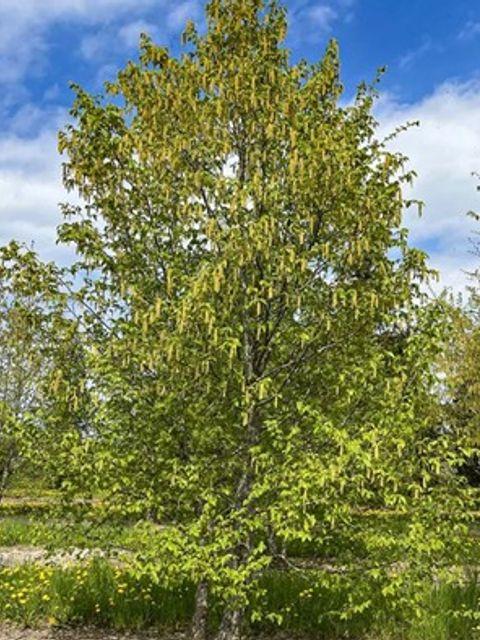 Eine großer Hopfenbuche mit gelben Blüten