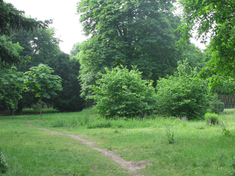 Wiesenfläche im Volkspark Rehberge