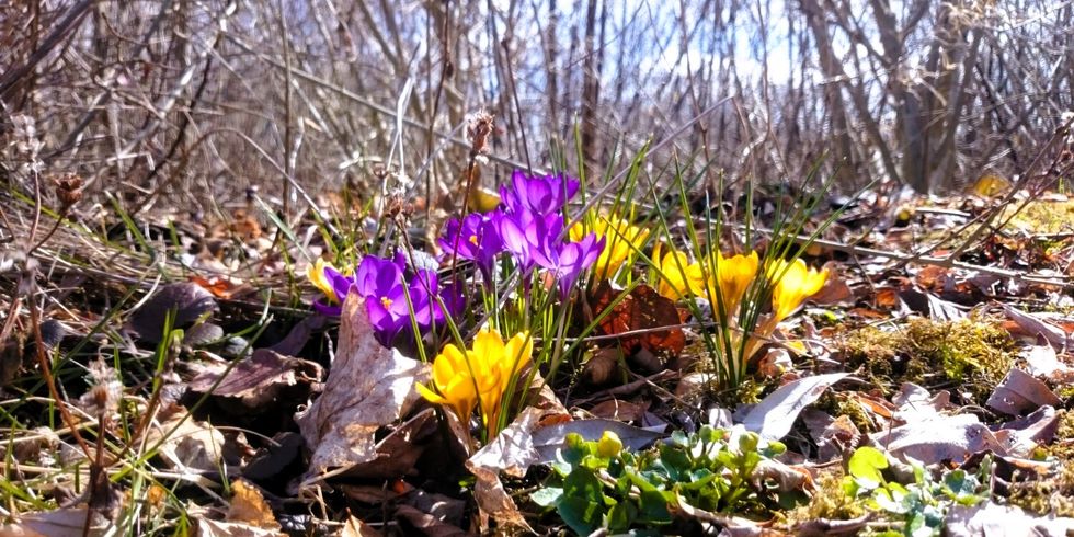 Krokus