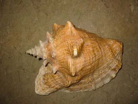 Fechterschnecke