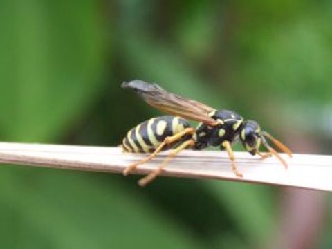 eine einzelne Wespe