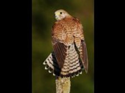 Turmfalke kleiner Greifvogel – Stockdatei