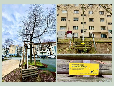 Rückblick Bäume - Stadtbaumkampagne
