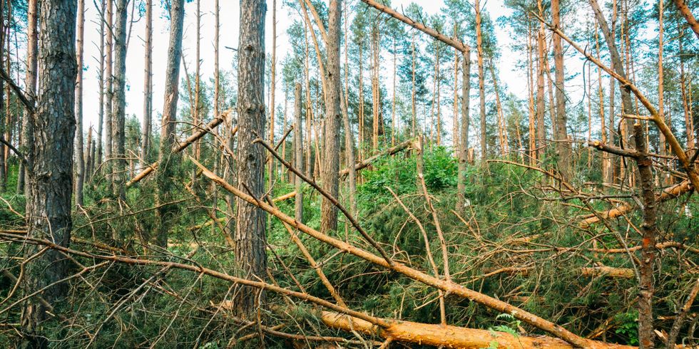 Sturmschäden im Wald