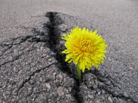 Löwenzahn durchbricht eine Straßendecke