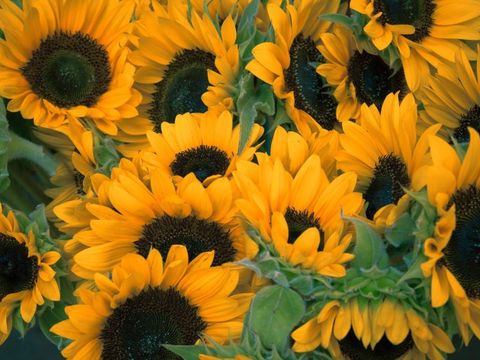 Sonnenblumen