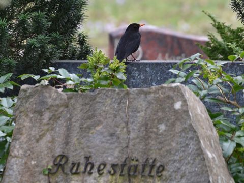 Amsel auf einem Grabstein