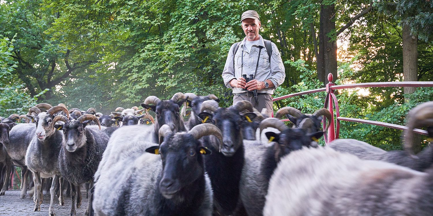 Mann mit Ziegenherde