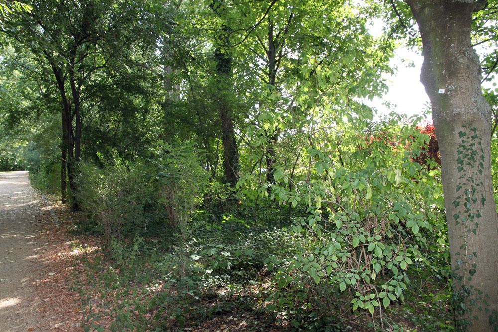 Der Grünzug Gartenstraße im August 2018: Gehölzstreifen mit mehrstufigem Aufbau