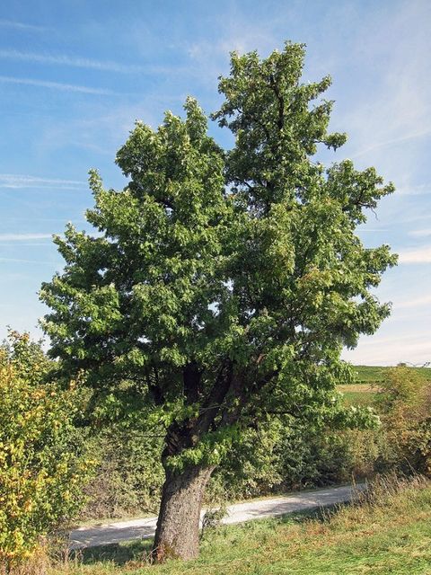Ein großer alter Speierling neben einer Landstraße