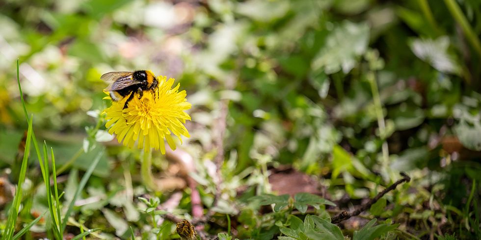 Hummel sitzt auf einer Löwenzahn-Blüte zwischen grünem Gras und Blättern.