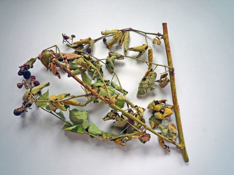 Brombeerrost (Bild: Pflanzenschutzamt Berlin)