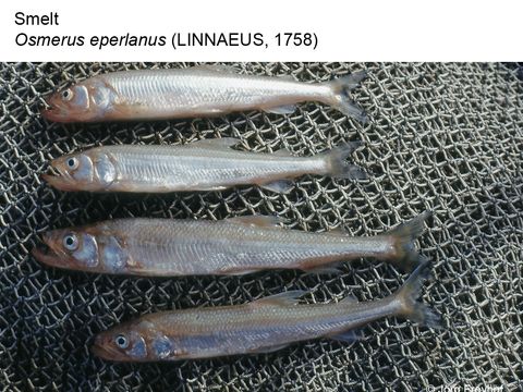 08 Smelt - Osmerus eperlanus (Linnaeus, 1758) (Image: Jörg Freyhof)