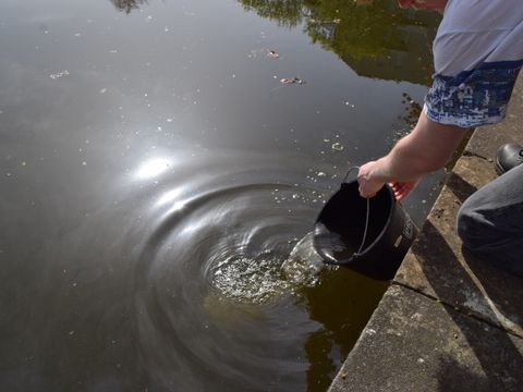 Ein Mitarbeiter des Fischereiamts setzt Hecht-Brütlinge im Seerosenteich im Volkspark am Weinbergsweg aus.