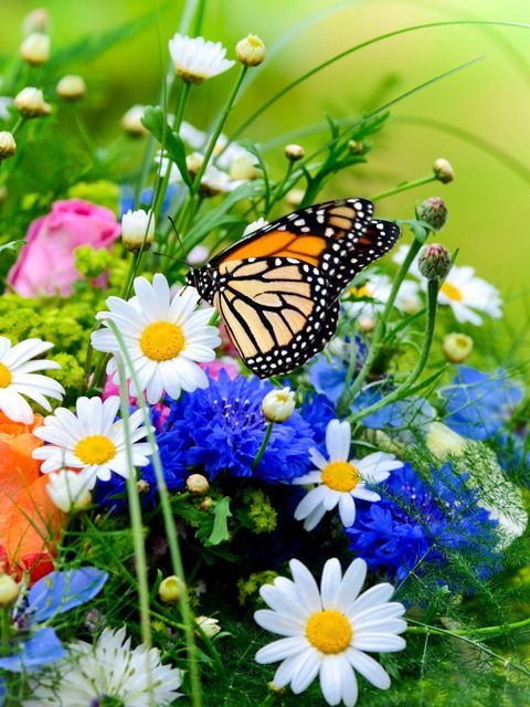 Blumenwiese