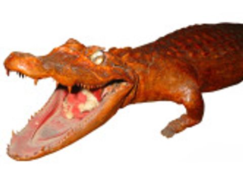 Foto eines beschlagnahmten Präparates