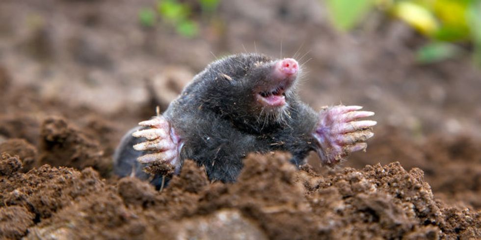 Maulwurf steckt sein Kopf aus der Erde