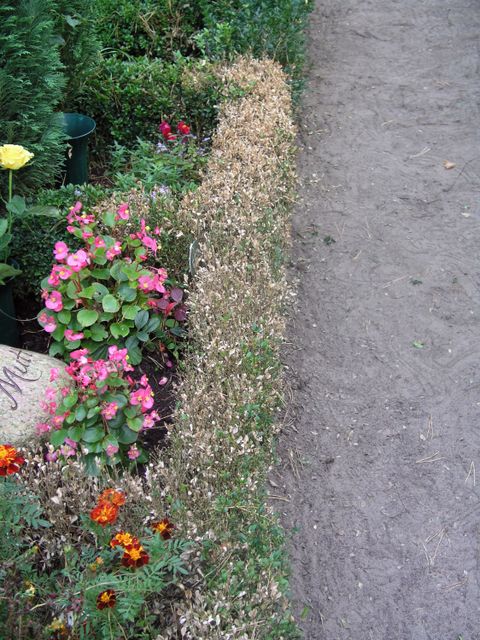 Pilzbefall an Grabeinfassung, Blatt- und Triebsymptome (Bild: Pflanzenschutzamt Berlin)