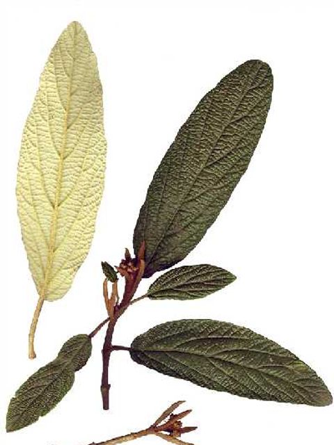 Schneeball - Blätter eines Schneeballstrauchs