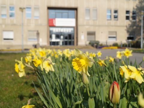 Frühling vorm Rathaus (Bild: Bezirksamt Reinickendorf)