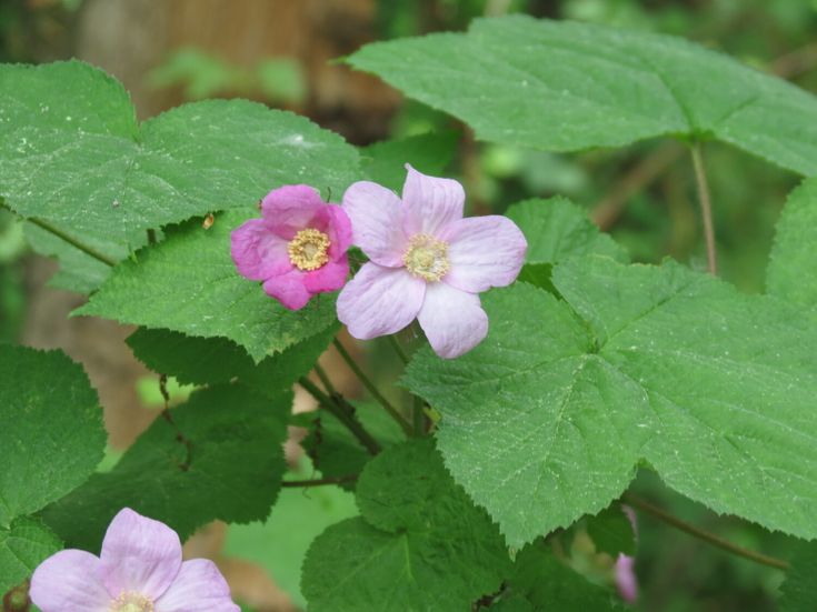 rosa und pinke bluete