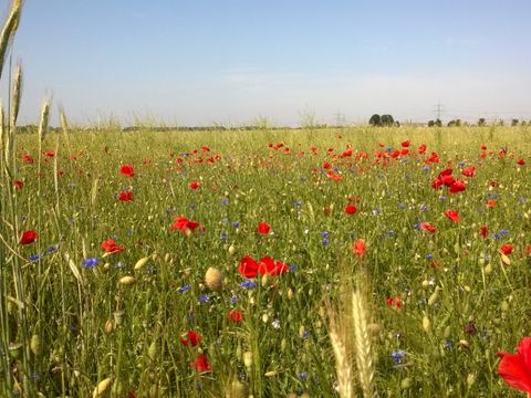 Sommerblumen am Weg von lindenberg nach Karow Nord