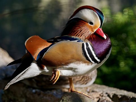 Bunte Mandarinente steht auf einem Stein am Wasser