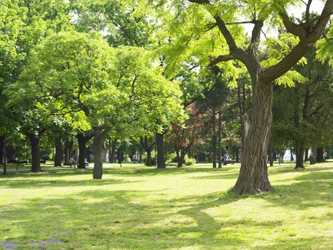 Park im Sommer